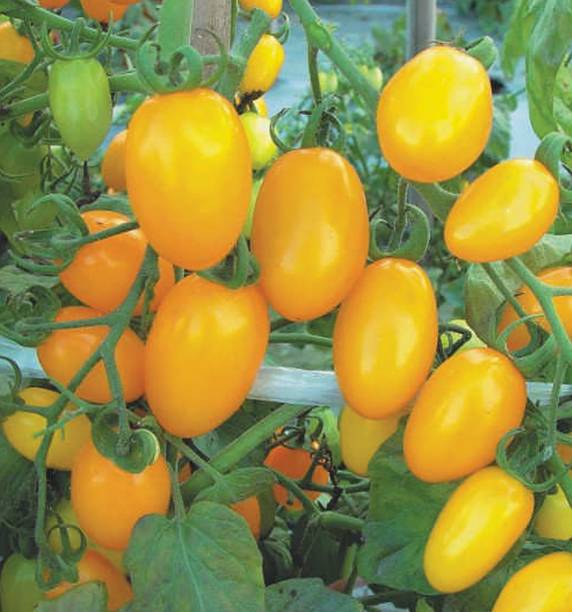 ALPINE HYBRIDE SEEDS Tomato Yellow Grape Seed