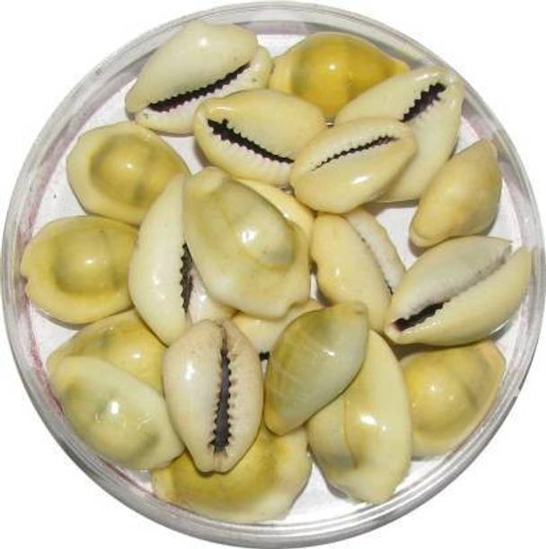 omkar Yellow Cowrie - Kawdi Kaudi Kowdi Sea Shell (21 Pieces) Sacred Shankh