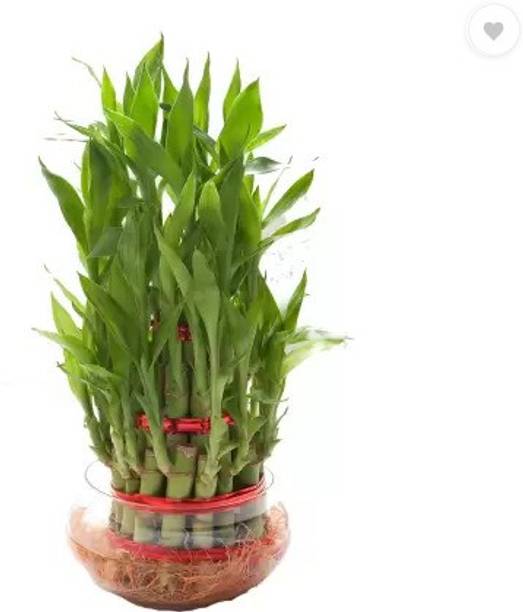 BebyTree Money Plant