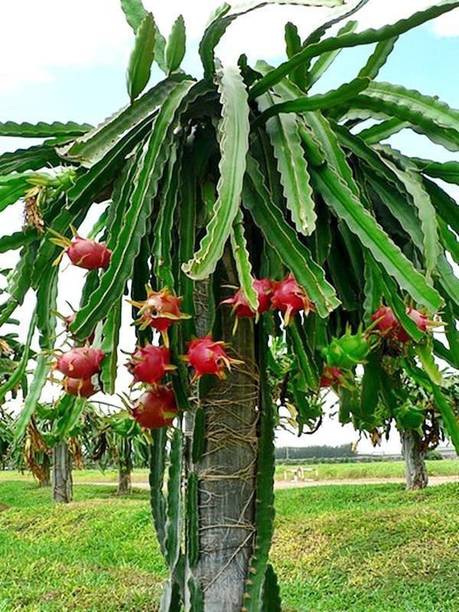 Cloud Farm Dragon Tree