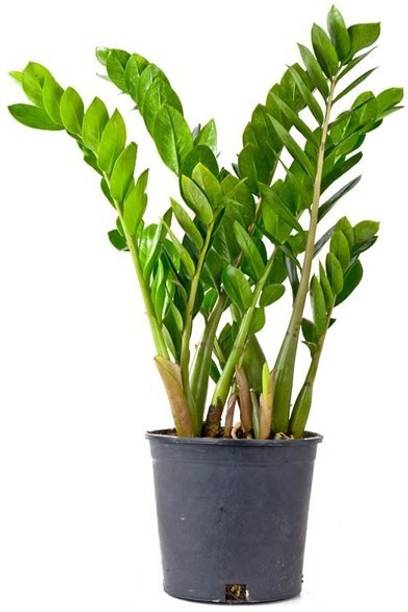 Cloud Farm Peace Lily Plant