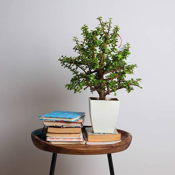 Cloud Farm Jade Plant