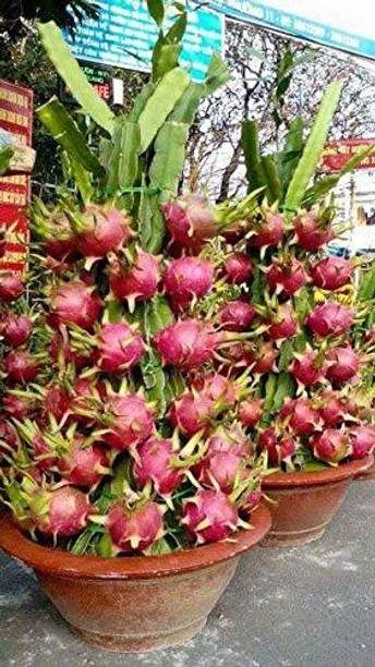 FURYHUB Dragon Tree