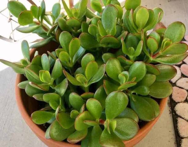 My Dream Nursery Crassula Plant