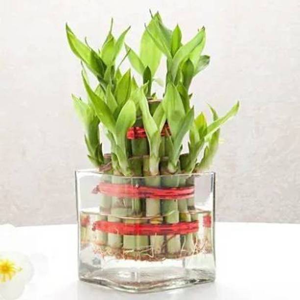 GREEN-HOMES Two Layer Bamboo Plant