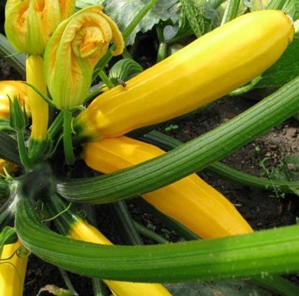 Sjeme Gourmet Gold Zucchini Seed
