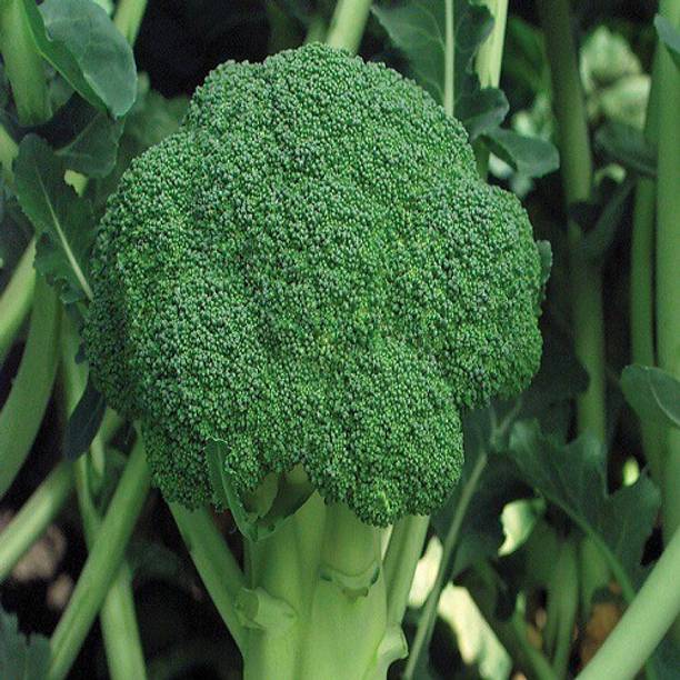 Sjeme Marathon broccoli seed Seed