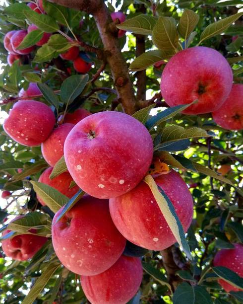 ALG Apple Plant
