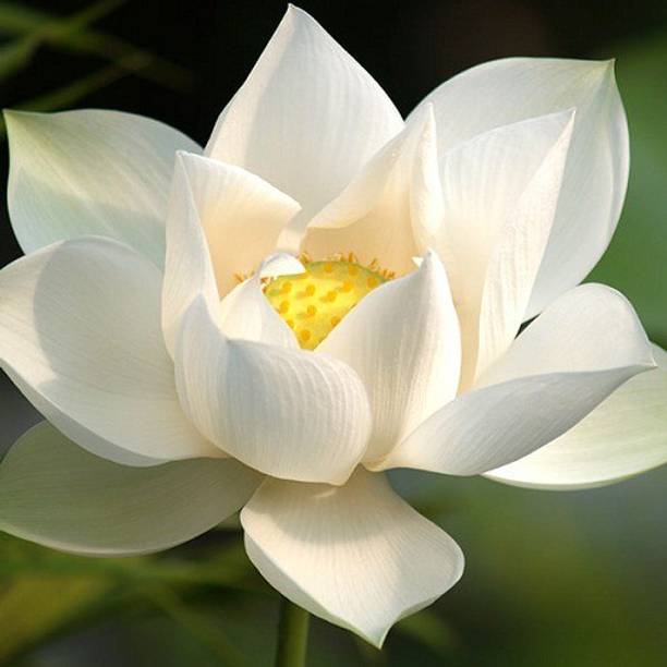 Sjeme Hybrid Lotus Flower Seed Seed