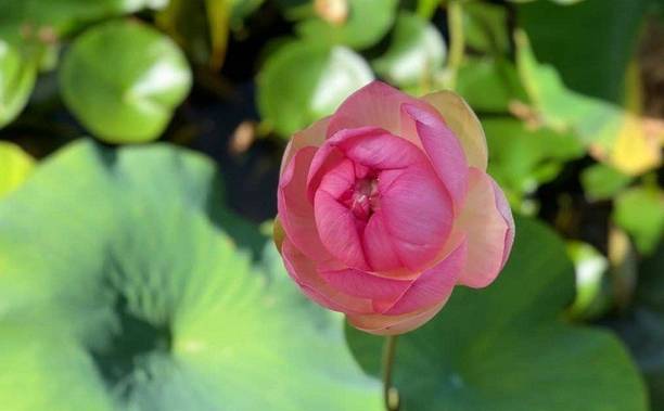 Sjeme Lotus Seed