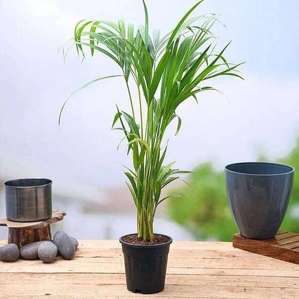 Lioncrown Areca Plam
