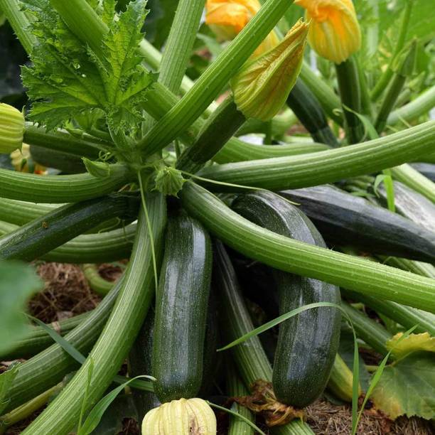 JSR Organics Zucchini Seed