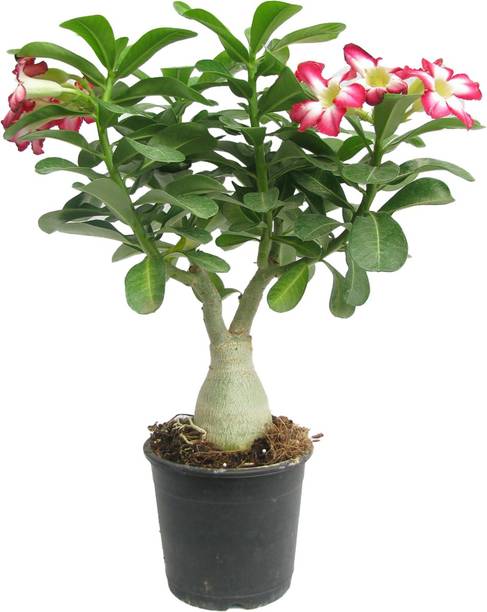 LaughEarth Adenium Plant