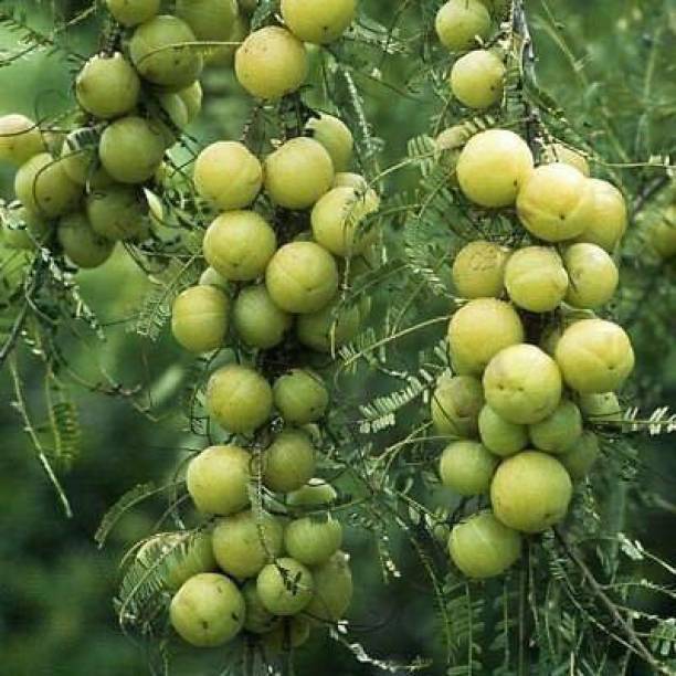 Risenshine Amla Plant