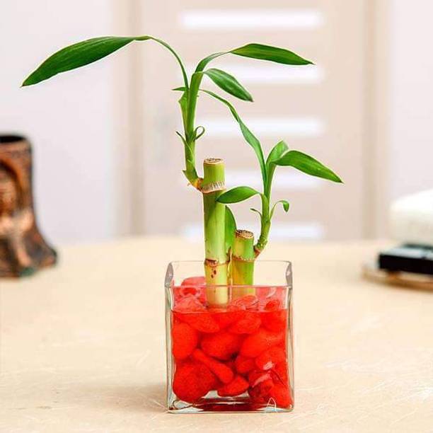 AGAMI Two Layer Bamboo Plant