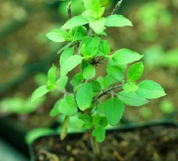 V Seed Ram Tulsi Seed