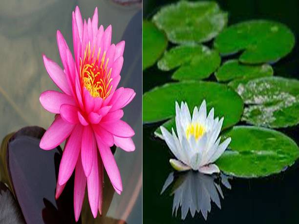 Sjeme Lotus Seed