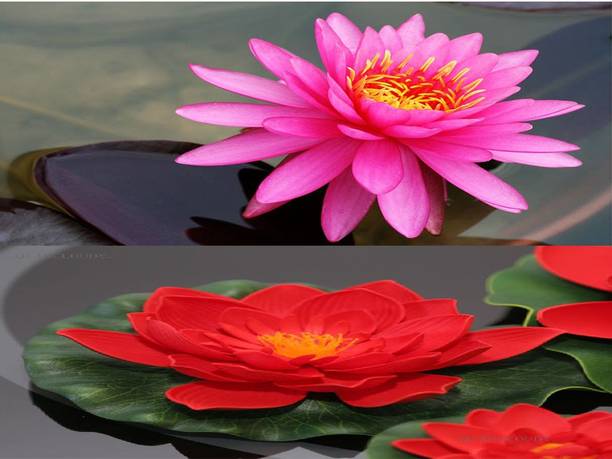 Sjeme Lotus Seed
