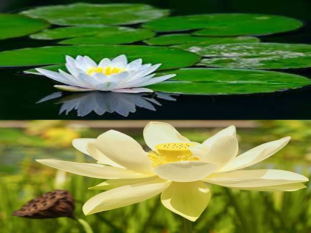 Sjeme Lotus Seed