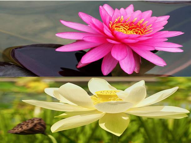 Sjeme Lotus Seed