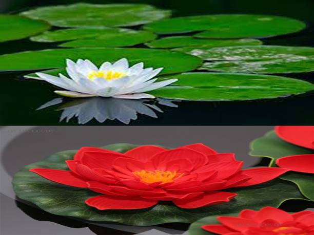 Sjeme Lotus Seed