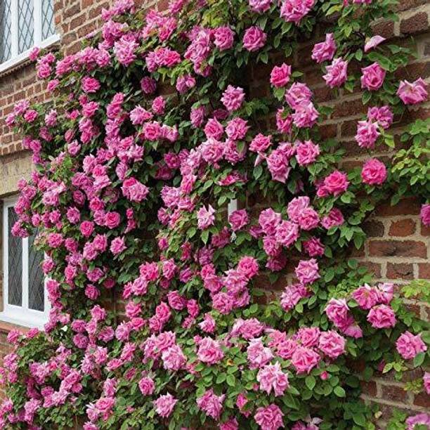 greenhousestore Rose Plant