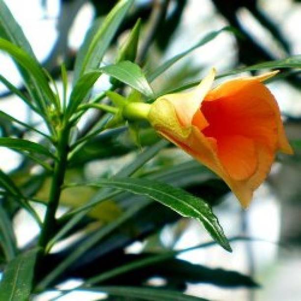 LifeShowMe Kaner Plant