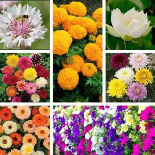 Crapulous Flower Seeds : Plant Seeds For Home Garden Flowers Combo of 7 Packet of Seeds Winter, Summer & Spring & All Season Garden flower cornflower , calendula , chrysanthemum mix ,balcony flower, marigold ,dahlia and lotus Seed