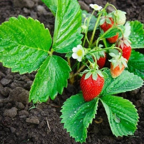 PB HONEY PRIYA PLNTS Strawberry Plant