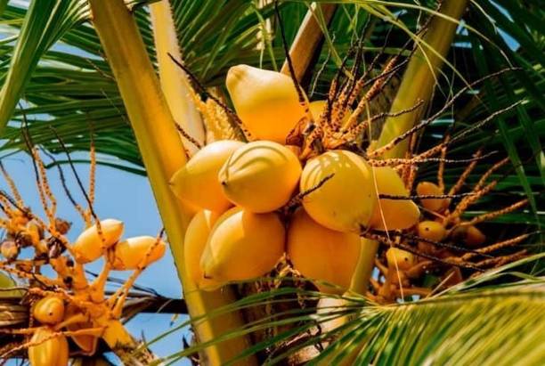 Eco Ocean Coconut Plant