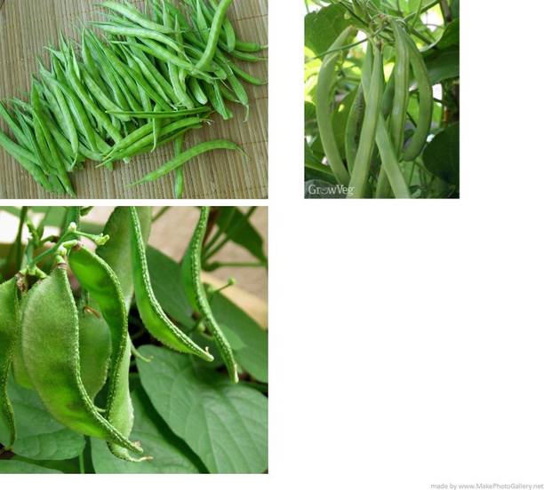 XOLDA Dolichos-Beans-Clusterbeans combo pack Seed