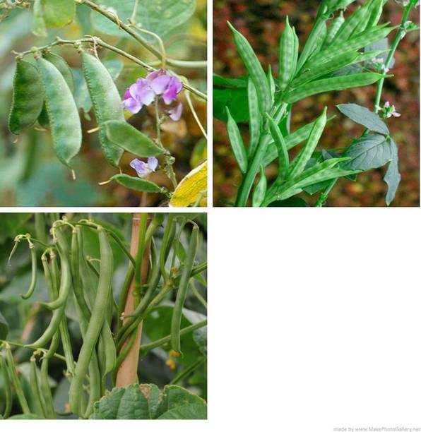 XOLDA Dolichos-Beans-Clusterbeans combo pack Seed