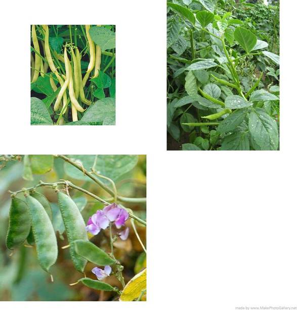 XOLDA Dolichos-Beans-Clusterbeans combo pack Seed