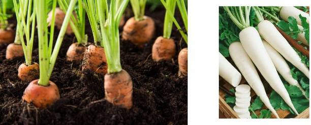 Mozette Radish and Carrot combo pack Seed