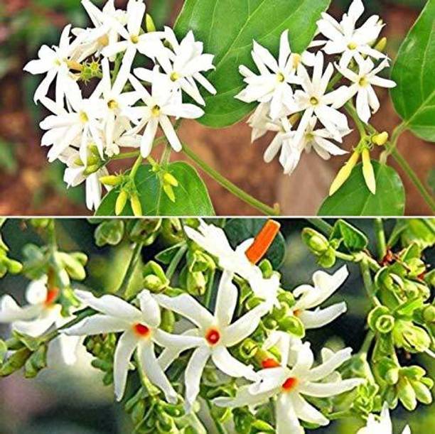 Elanthalir Parijat/Harsingar Plant