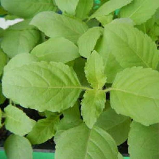 Greenry Sweet Tulsi Seed
