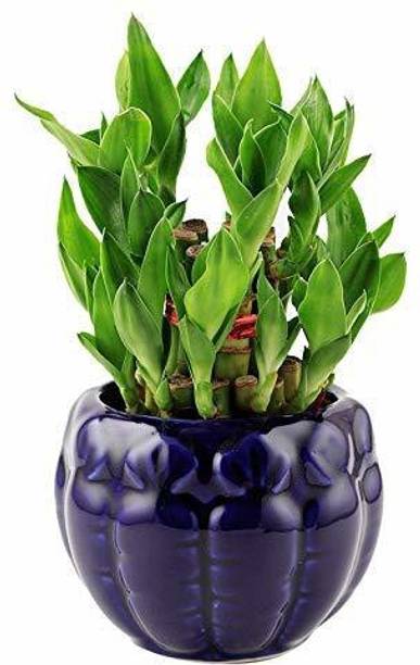 PHORE Two Layer Bamboo Plant
