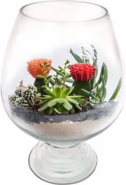 BILAL ANSARI 10 Inch Wine 1 Round Ends Aquarium Tank