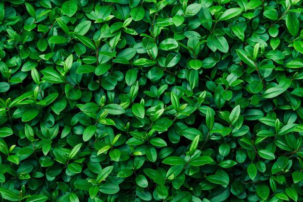 DWELLSINDIA Floral & Botanical Green Wallpaper