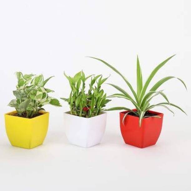PLANTASY Spider Plant