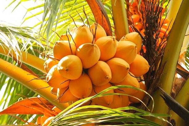 SK Group orignal Coconut Plant