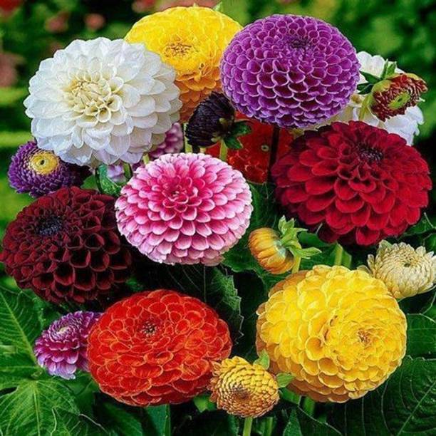 ALPINE HYBRIDE SEEDS F1 Hybrid Zinnia Liliputs Mix Seed