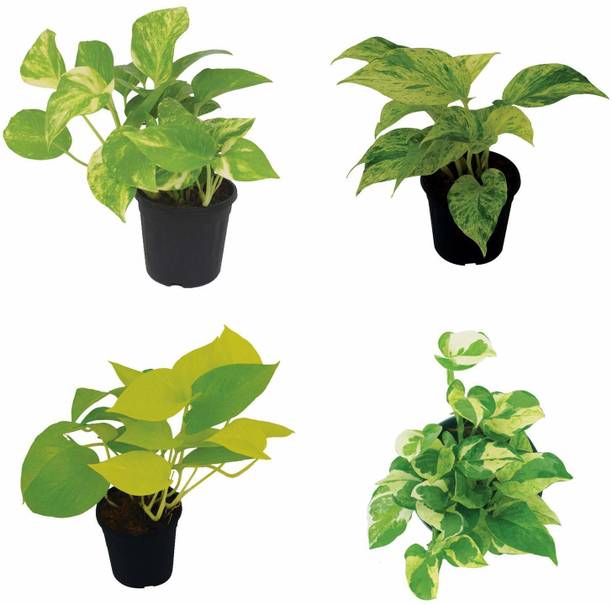 GHF Money Plant