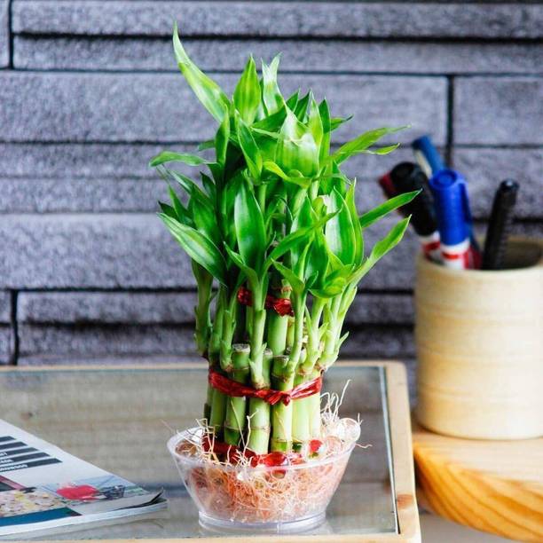 SMZ BRANDLINES Two Layer Bamboo Plant