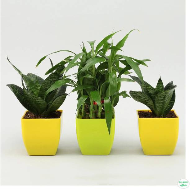 ट्रीलैंड गोल्डन मनी प्लांट पौधा