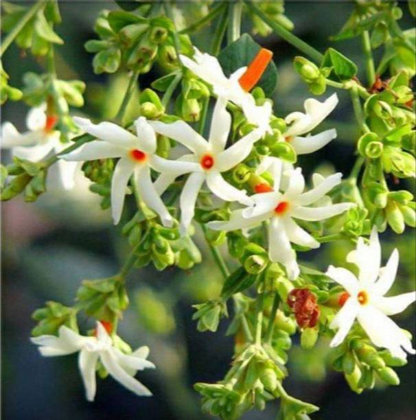 हेवेन ऑफ सैपलिंग्स चमेली का पौधा पौधा