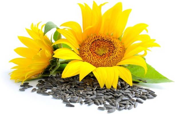Sjeme Yellow Sunflower Seed Seed