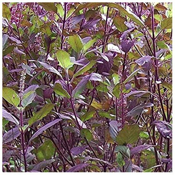 gorgeous moment tulsi Seed