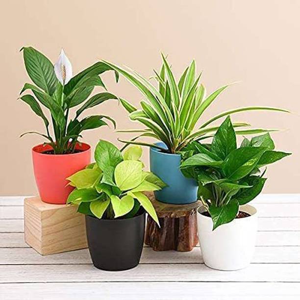 GardenBoom Money Plant