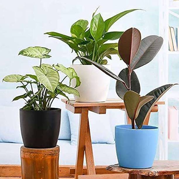 merrow Money Plant